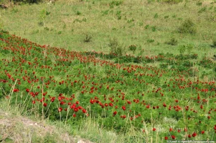 Той самий аленький квіточку