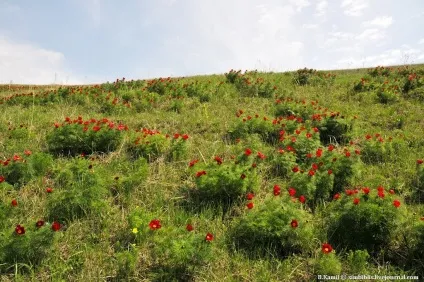 Той самий аленький квіточку
