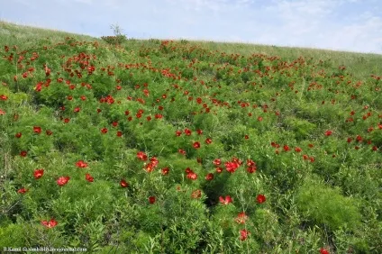 Той самий аленький квіточку