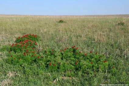 Той самий аленький квіточку