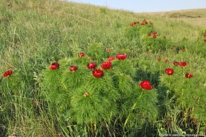 Той самий аленький квіточку