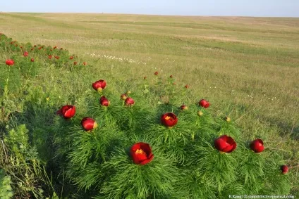 Той самий аленький квіточку