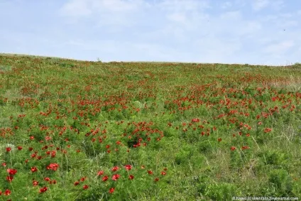 Той самий аленький квіточку