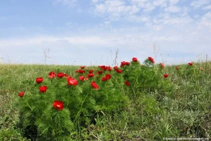 Той самий аленький квіточку