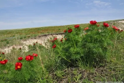 Той самий аленький квіточку
