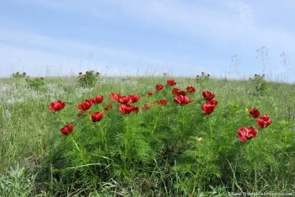 Той самий аленький квіточку