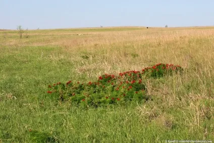Той самий аленький квіточку