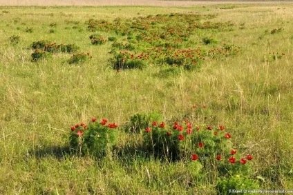 Той самий аленький квіточку