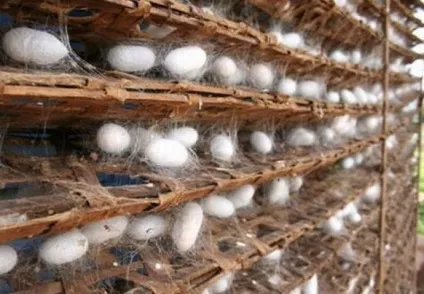 Традиційна сучжоуська вишивка дорогоцінна живопис шовком по шовку (вишивка) Традиційна сучжоуська вишивка дорогоцінна живопис шовком по шовку