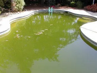 Таблетки для басейну при цвітінні води