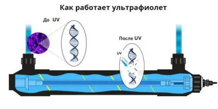 Таблетки для басейну при цвітінні води