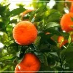 Трилапий жаба фен-шуй приверне в ваш будинок багатство (багатство) Трилапий жаба фен-шуй приверне в ваш будинок багатство