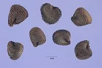 Трава (не) для кроликів