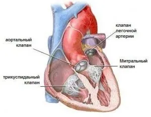 трикуспідального клапан
