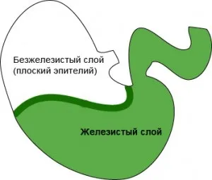Три не самих поширених міфу про годування коней (самих) Три не самих поширених міфу про годування коней