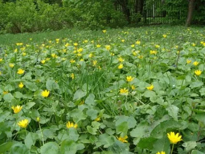 Трава (не) для кроликів