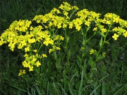 Трава (не) для кроликів