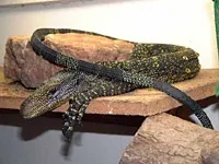 Дивовижний світ амфібій і рептилій (анаконди Eunectes murinus) Дивовижний світ амфібій і рептилій