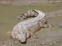 Дивовижний світ амфібій і рептилій (веде наземний спосіб) Дивовижний світ амфібій і рептилій