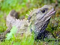 Дивовижний світ амфібій і рептилій (анаконди Eunectes murinus) Дивовижний світ амфібій і рептилій