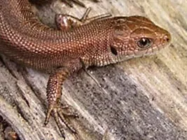 Дивовижний світ амфібій і рептилій (амфібій) Дивовижний світ амфібій і рептилій
