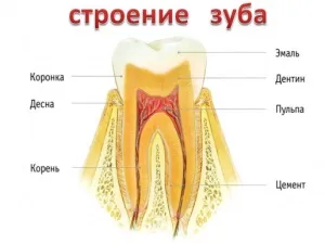 Чи видаляти зуби мудрості, азбука здоров'я (мудрості) Чи видаляти зуби мудрості, азбука здоров'я