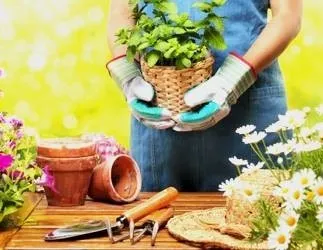 Добрива для кімнатних квітів в домашніх умовах (підгодівля) Добрива для кімнатних квітів в домашніх умовах