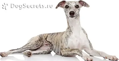 Уиппет опис породи, характер, ціна, фото
