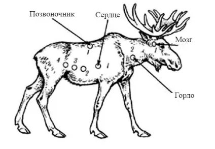 Забійні місця лося (зі схемою) куди стріляти краще і правильніше (зупиняє) Забійні місця лося (зі схемою) куди стріляти краще і правильніше