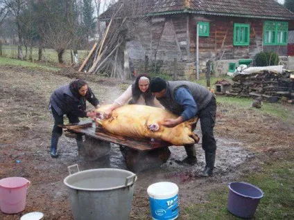 Забій свині в домашніх умовах і на м'ясокомбінатах (домашніх) Забій свині в домашніх умовах і на м'ясокомбінатах