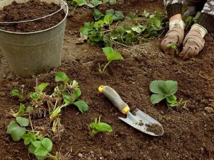 Удобрюємо полуницю гноєм - отримуємо хороший результат (полуницю) Удобрюємо полуницю гноєм - отримуємо хороший результат