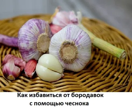 Видалення бородавок часником - рецепти лікування, сайт про методи лікування докторів Неумивакіна, (іван чай) Видалення бородавок часником - рецепти лікування, сайт про методи лікування докторів Неумивакіна,