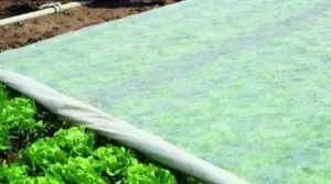 Покривний матеріал для рослин - сайт про дачу (покривний матеріал на зиму) Покривний матеріал для рослин - сайт про дачу