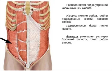 Вправи на поперечну м'яз живота ефективні і прості (м'яз) Вправи на поперечну м'яз живота ефективні і прості