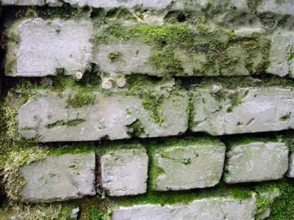 Знищення грибка в підвалі (грибка підвалі приватного) Знищення грибка в підвалі