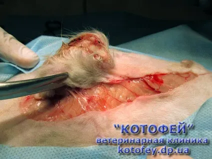 Уколи (таблетки, краплі) проти гуляння кішки (кричить) Уколи (таблетки, краплі) проти гуляння кішки
