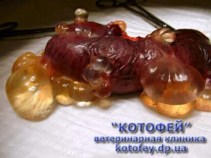 Уколи (таблетки, краплі) проти гуляння кішки (для запобігання статевої охоти) Уколи (таблетки, краплі) проти гуляння кішки