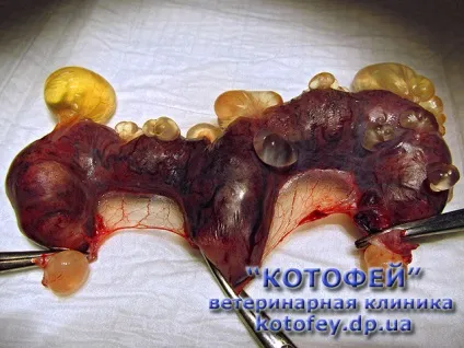Уколи (таблетки, краплі) проти гуляння кішки (молочних пакетів) Уколи (таблетки, краплі) проти гуляння кішки