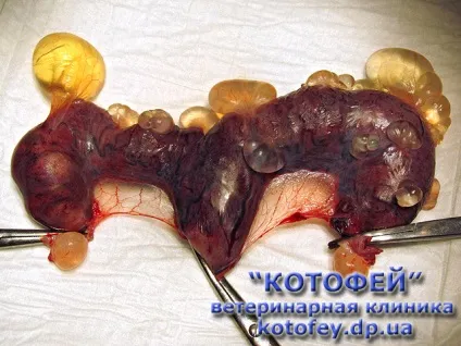 Уколи (таблетки, краплі) проти гуляння кішки (таблетки) Уколи (таблетки, краплі) проти гуляння кішки