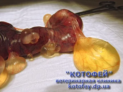 Уколи (таблетки, краплі) проти гуляння кішки (кистоз) Уколи (таблетки, краплі) проти гуляння кішки