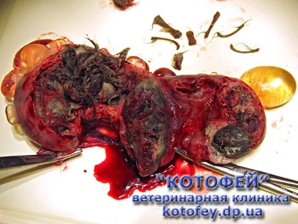 Уколи (таблетки, краплі) проти гуляння кішки (для запобігання статевої охоти) Уколи (таблетки, краплі) проти гуляння кішки