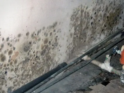 Знищення грибка в підвалі (грибка підвалі приватного) Знищення грибка в підвалі