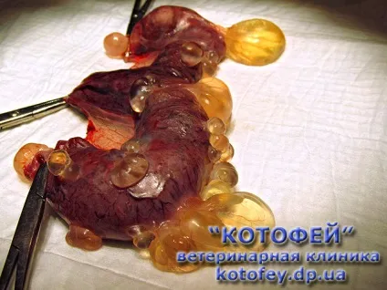 Уколи (таблетки, краплі) проти гуляння кішки (щоб не гуляла) Уколи (таблетки, краплі) проти гуляння кішки