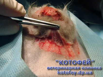Уколи (таблетки, краплі) проти гуляння кішки (кішка) Уколи (таблетки, краплі) проти гуляння кішки