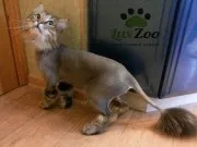 Послуги для кішок