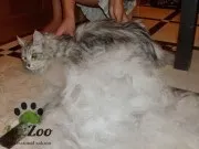 Послуги для кішок