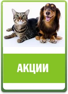 Послуги для кішок