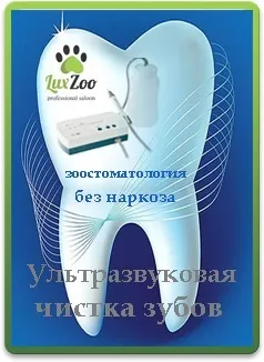 Послуги для кішок