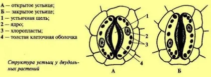 Продихи у рослини визначення, розташування, функції (продихи) Продихи у рослини визначення, розташування, функції