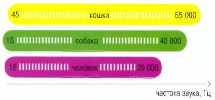 вуха кішок